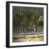 Royal Tiger at the Jardin Des Plantes, Paris (Vth Arrondissement), Circa 1895-1900-Leon, Levy et Fils-Framed Photographic Print