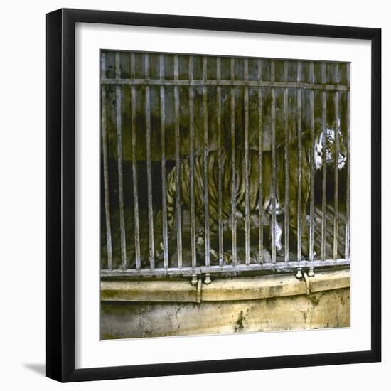 Royal Tiger at the Jardin Des Plantes, Paris (Vth Arrondissement), Circa 1895-1900-Leon, Levy et Fils-Framed Photographic Print