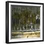 Royal Tiger at the Jardin Des Plantes, Paris (Vth Arrondissement), Circa 1895-1900-Leon, Levy et Fils-Framed Photographic Print