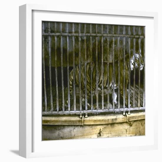 Royal Tiger at the Jardin Des Plantes, Paris (Vth Arrondissement), Circa 1895-1900-Leon, Levy et Fils-Framed Photographic Print