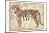 Royal Tiger-Chariklia Zarris-Mounted Art Print