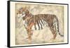 Royal Tiger-Chariklia Zarris-Framed Stretched Canvas