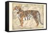 Royal Tiger-Chariklia Zarris-Framed Stretched Canvas