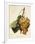 Royal Vineyard Grape-A. Kreyder-Framed Giclee Print