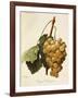 Royal Vineyard Grape-A. Kreyder-Framed Giclee Print