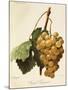 Royal Vineyard Grape-A. Kreyder-Mounted Giclee Print