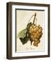 Royal Vineyard Grape-A. Kreyder-Framed Giclee Print