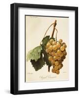 Royal Vineyard Grape-A. Kreyder-Framed Giclee Print