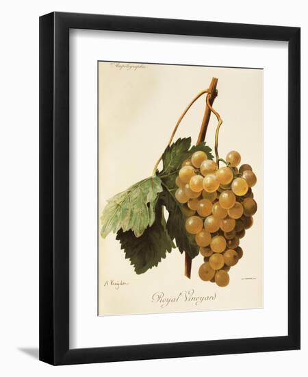 Royal Vineyard Grape-A. Kreyder-Framed Giclee Print