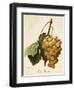 Royal Vineyard Grape-A. Kreyder-Framed Giclee Print