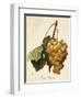 Royal Vineyard Grape-A. Kreyder-Framed Giclee Print