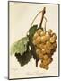 Royal Vineyard Grape-A. Kreyder-Mounted Giclee Print