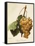 Royal Vineyard Grape-A. Kreyder-Framed Stretched Canvas