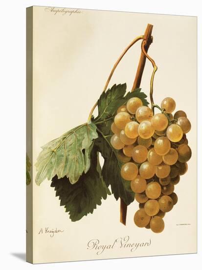 Royal Vineyard Grape-A. Kreyder-Stretched Canvas