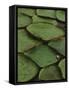 Royal Water Lily Leaves, World's Largest Lily, Brazil-Staffan Widstrand-Framed Stretched Canvas