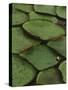 Royal Water Lily Leaves, World's Largest Lily, Brazil-Staffan Widstrand-Stretched Canvas