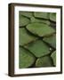 Royal Water Lily Leaves, World's Largest Lily, Brazil-Staffan Widstrand-Framed Photographic Print