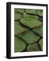 Royal Water Lily Leaves, World's Largest Lily, Brazil-Staffan Widstrand-Framed Photographic Print