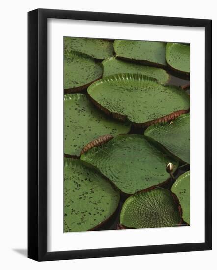 Royal Water Lily Leaves, World's Largest Lily, Brazil-Staffan Widstrand-Framed Photographic Print