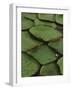 Royal Water Lily Leaves, World's Largest Lily, Brazil-Staffan Widstrand-Framed Photographic Print