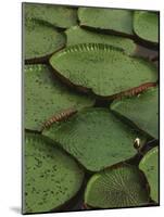 Royal Water Lily Leaves, World's Largest Lily, Brazil-Staffan Widstrand-Mounted Photographic Print