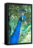 Royally Blue II-Gail Peck-Framed Stretched Canvas