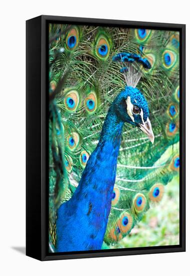 Royally Blue II-Gail Peck-Framed Stretched Canvas