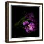 Royalty - Alstroemeria-Magda Indigo-Framed Photographic Print