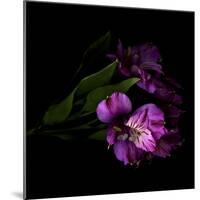 Royalty - Alstroemeria-Magda Indigo-Mounted Photographic Print