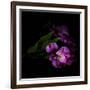 Royalty - Alstroemeria-Magda Indigo-Framed Photographic Print