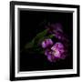 Royalty - Alstroemeria-Magda Indigo-Framed Photographic Print