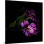 Royalty - Alstroemeria-Magda Indigo-Mounted Photographic Print