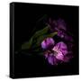 Royalty - Alstroemeria-Magda Indigo-Framed Stretched Canvas