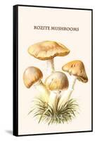 Rozite Mushrooms-Edmund Michael-Framed Stretched Canvas