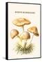 Rozite Mushrooms-Edmund Michael-Framed Stretched Canvas