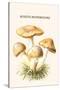 Rozite Mushrooms-Edmund Michael-Stretched Canvas