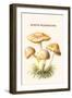 Rozite Mushrooms-Edmund Michael-Framed Art Print