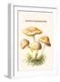 Rozite Mushrooms-Edmund Michael-Framed Art Print