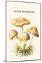 Rozite Mushrooms-Edmund Michael-Mounted Art Print