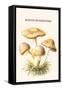 Rozite Mushrooms-Edmund Michael-Framed Stretched Canvas