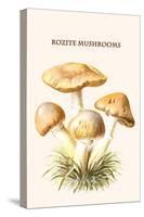 Rozite Mushrooms-Edmund Michael-Stretched Canvas