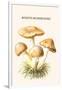 Rozite Mushrooms-Edmund Michael-Framed Art Print