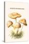 Rozite Mushrooms-Edmund Michael-Stretched Canvas