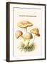 Rozite Mushrooms-Edmund Michael-Framed Art Print