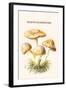 Rozite Mushrooms-Edmund Michael-Framed Art Print