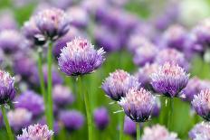 The Flower of Garlic Photographed by a close Up-rsooll-Stretched Canvas