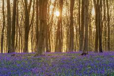 Woodland Filled with Bluebells on a Misty Spring Morning Near Micheldever in Hampshire-Rtimages-Framed Stretched Canvas