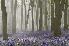 Woodland Filled with Bluebells on a Misty Spring Morning Near Micheldever in Hampshire-Rtimages-Framed Stretched Canvas