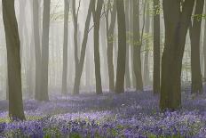 Woodland Filled with Bluebells on a Misty Spring Morning Near Micheldever in Hampshire-Rtimages-Stretched Canvas