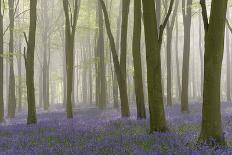 Woodland Filled with Bluebells on a Misty Spring Morning Near Micheldever in Hampshire-Rtimages-Laminated Photographic Print